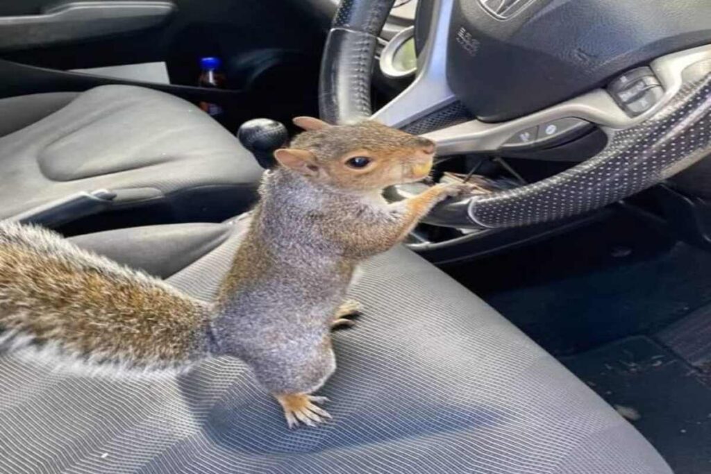 Tips to prevent squirrels from entering and damaging a car engine area.