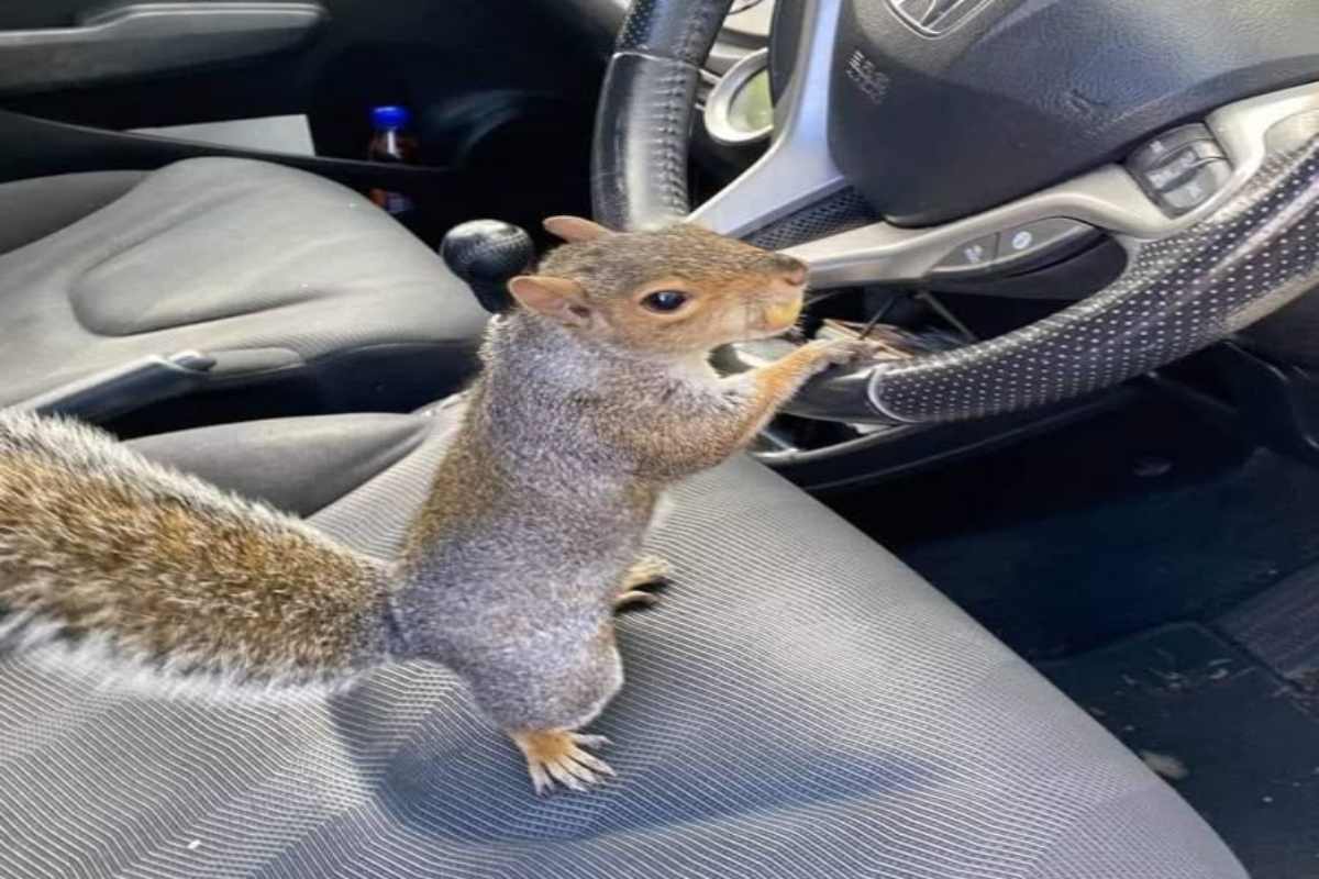 Tips to prevent squirrels from entering and damaging a car engine area.