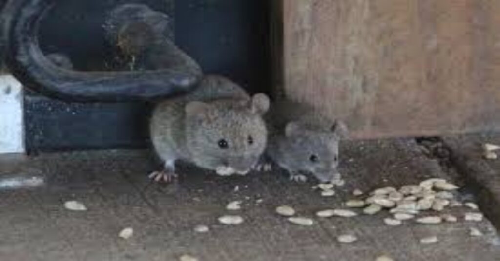 How to Keep Rats Out of Your Car Engine Bay Two mice sharing food warn against rats